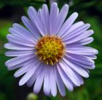 Tatarian Aster extract, Aster tataricus extract ,Radix Asteris